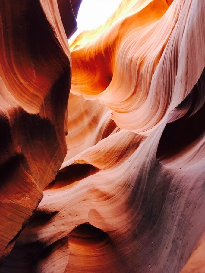 Antelope