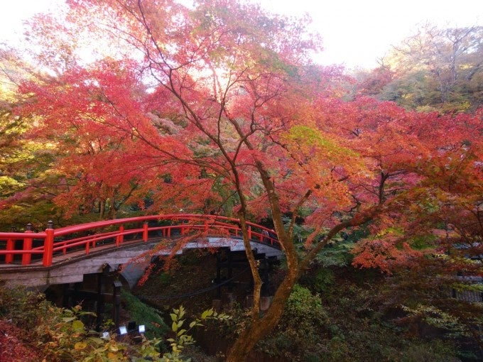 河鹿橋 紅葉