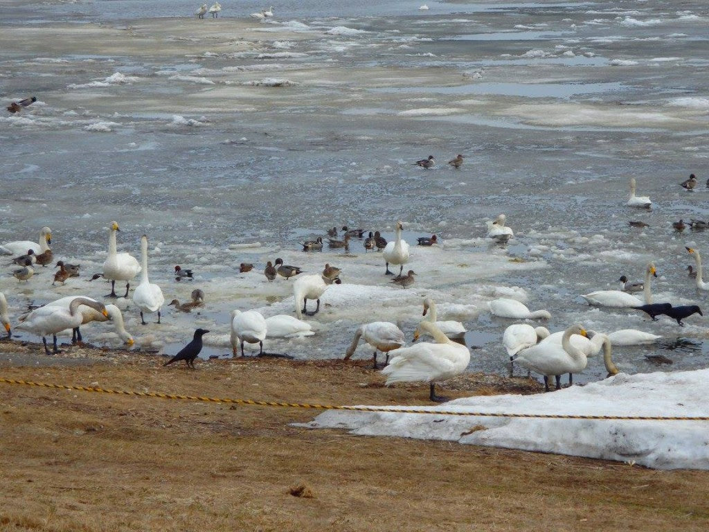 北海道 白鳥