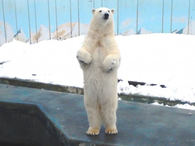 釧路観光名所 釧路市動物園