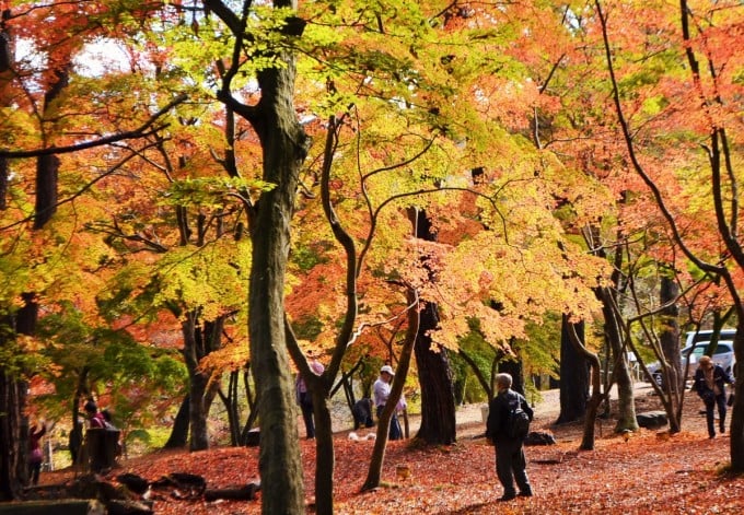 月の石もみじ公園
