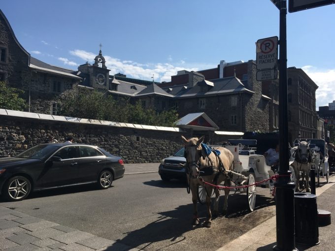 montreal horse