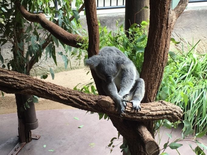 Australia ZOO コアラ