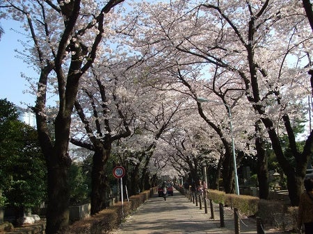 青山善光寺青山通り 花見