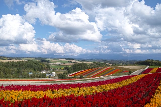 展望花畑 四季彩の丘(上川郡美瑛町)