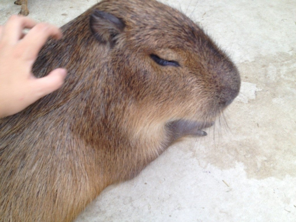 カピバラ 神戸の撮影スポット