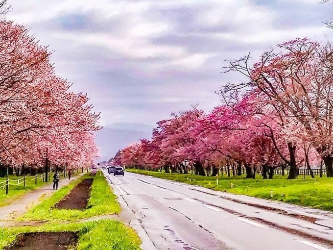日高えりも町観光 二十間道路の桜並木