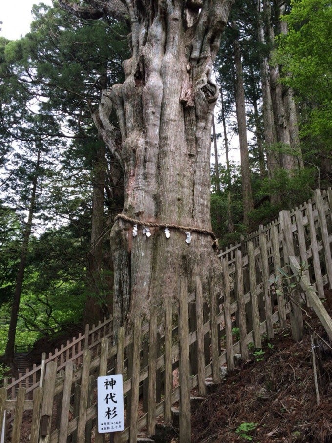 玉置神社 奈良 大杉