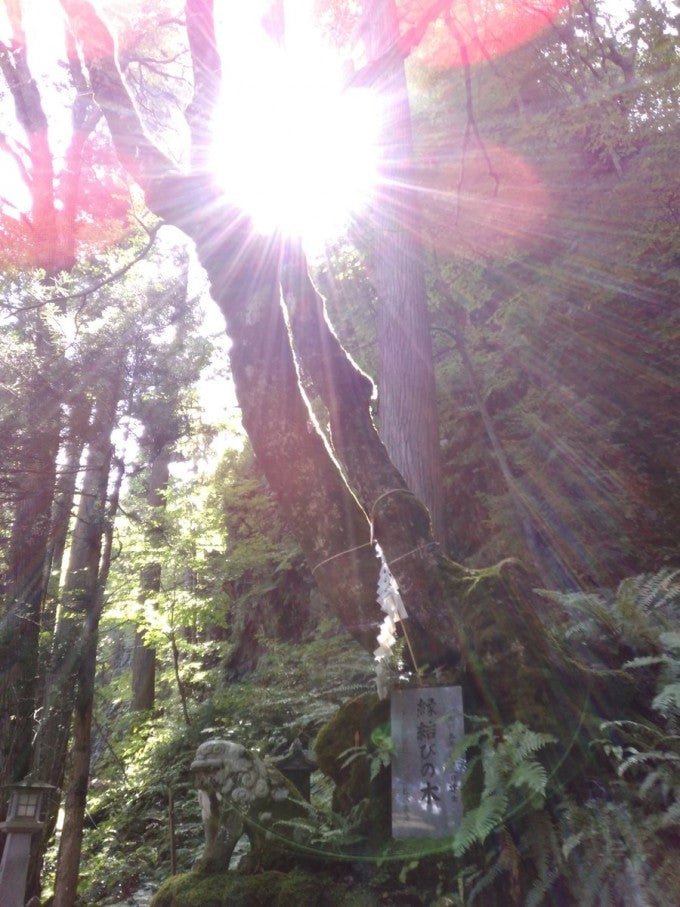 三峰神社 縁結びの木