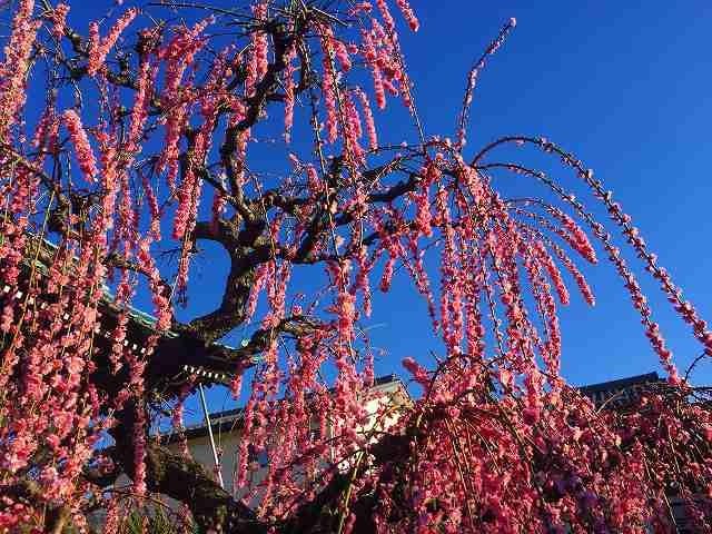 岐阜 インスタ映え 光受寺