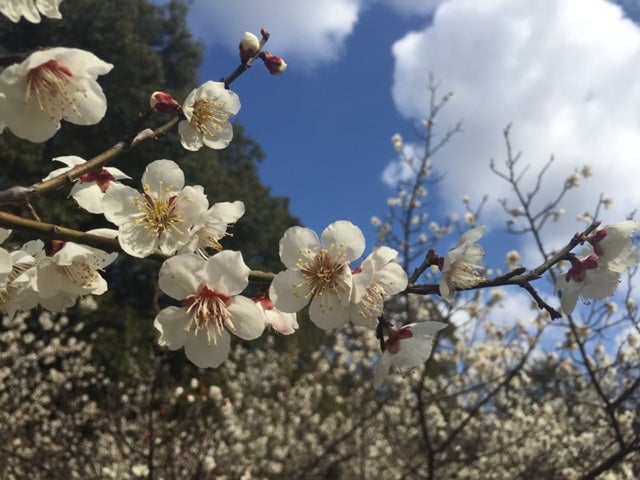 平芝公園
