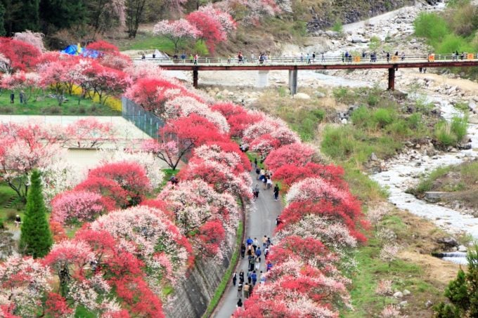 阿智村の花桃