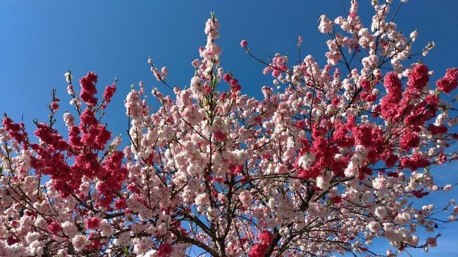 阿智村の花桃