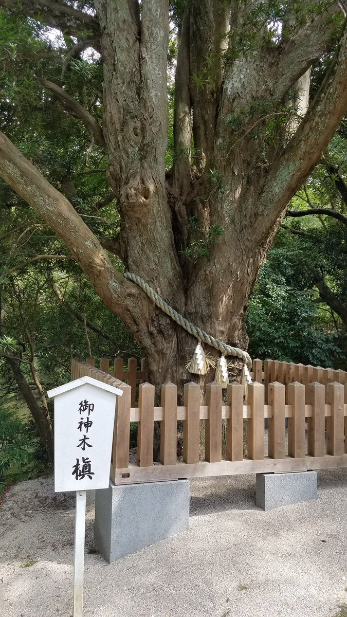 安房神社 ご神木