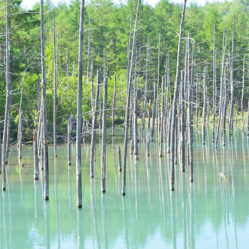 青い池(上川郡美瑛町)