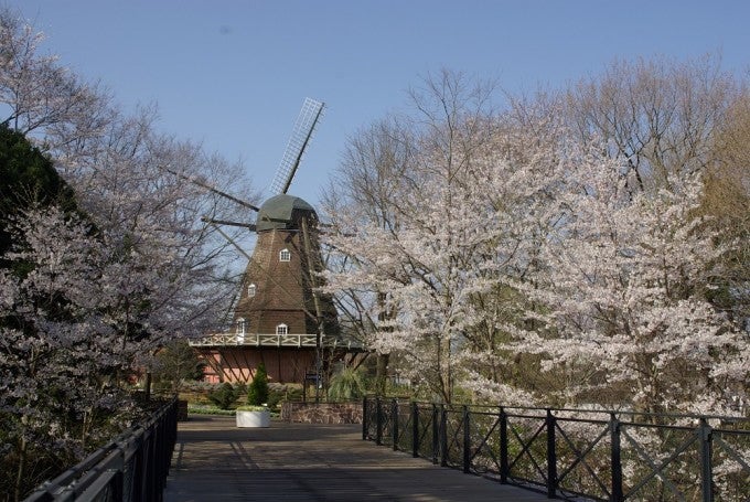 アンデルセン公園 桜