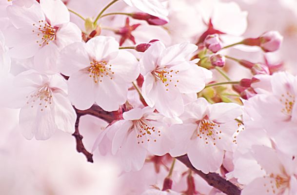 4月の北海道観光名所 お花見スポット
