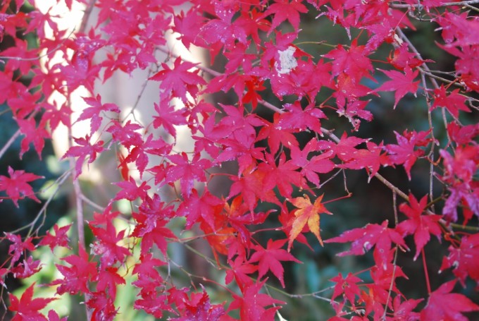 佐倉城跡 紅葉