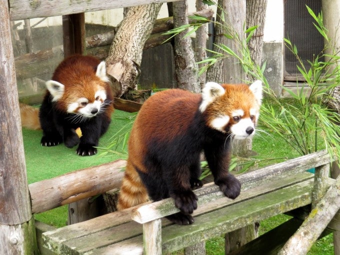釧路観光名所 釧路市動物園