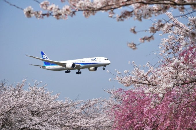 成田市さくらの山 桜