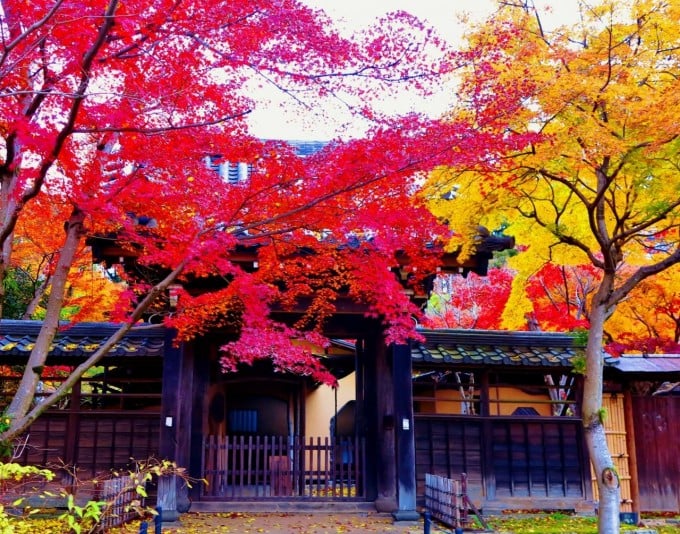 本土寺 紅葉